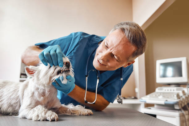 Best After-Hours Emergency Dentist in Hemlock, MI